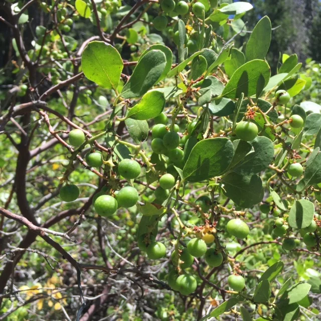 Green Manzanita Berries