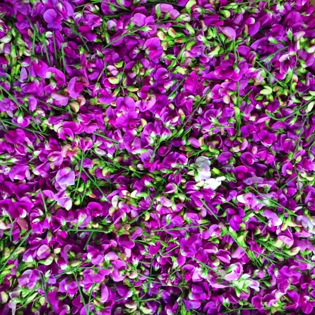 Sweet Pea Flowers