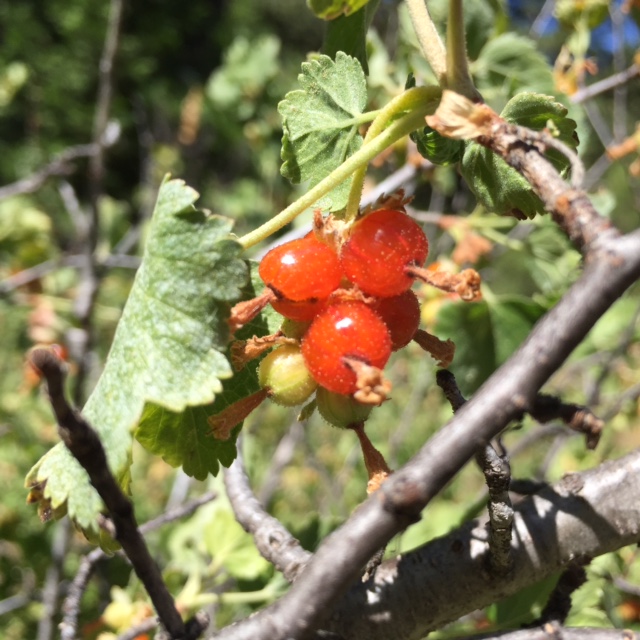 Golden Currants