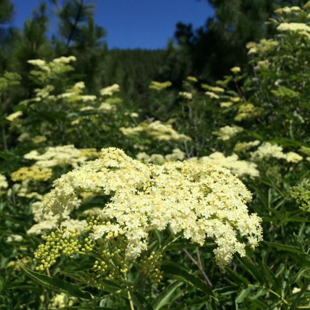 Elderflowers