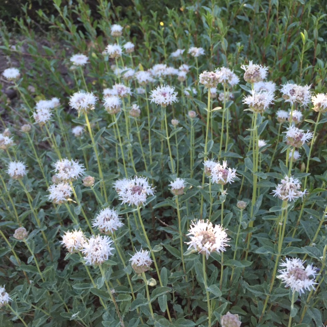 Mountain Pennyroyal