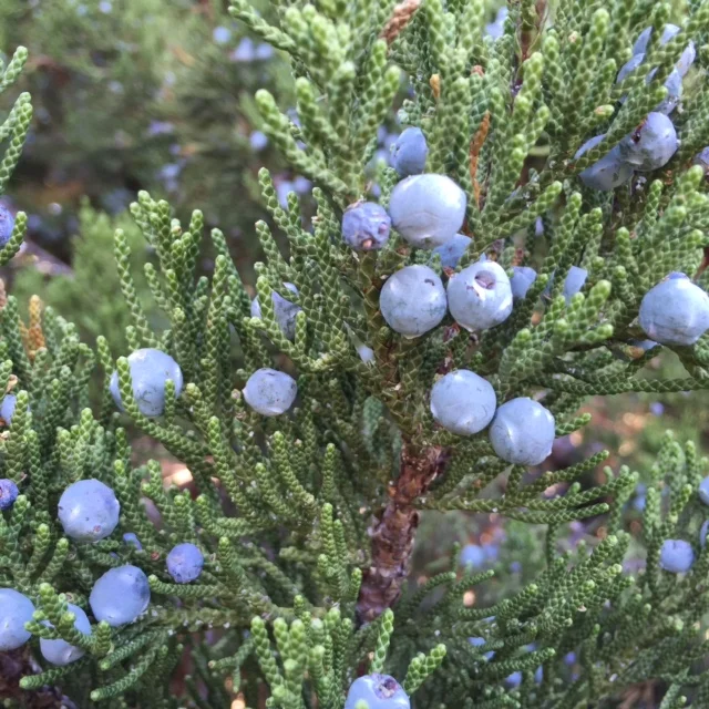 Juniper Berries