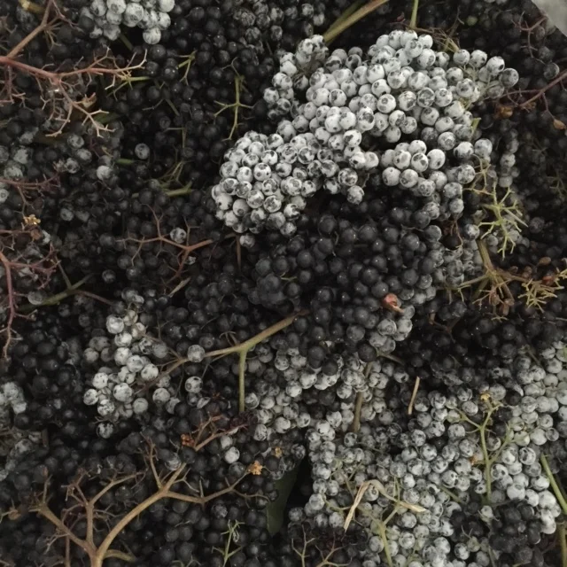 Elderberries
