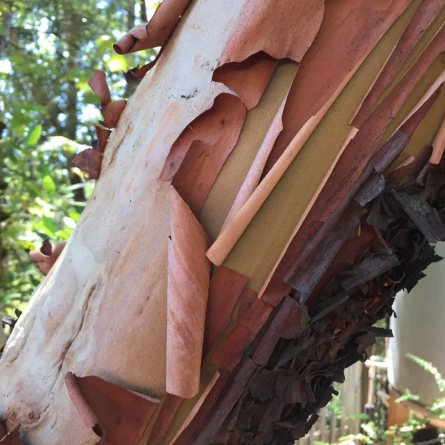 Madrone Bark