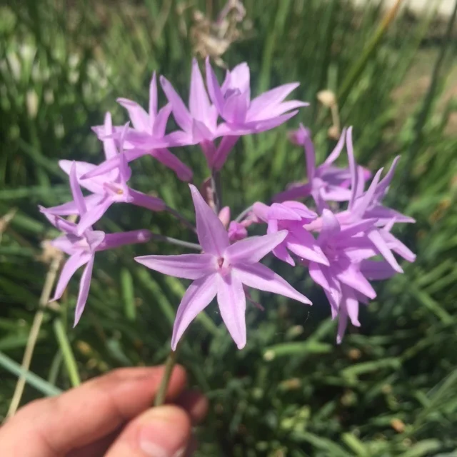 Society Garlic Flowers