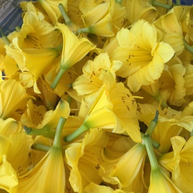 Daylilies