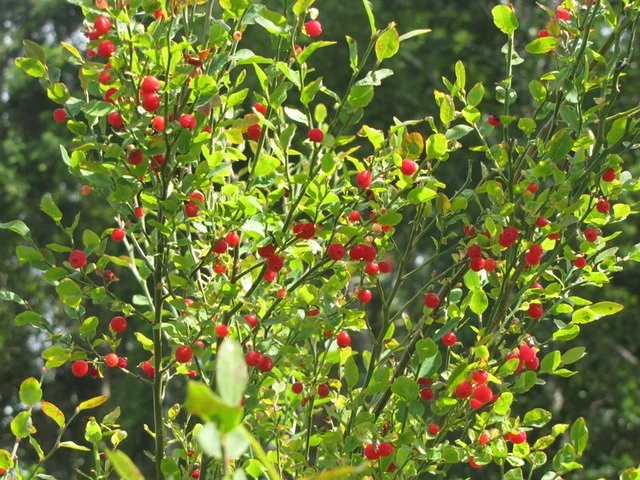 Red Huckleberries