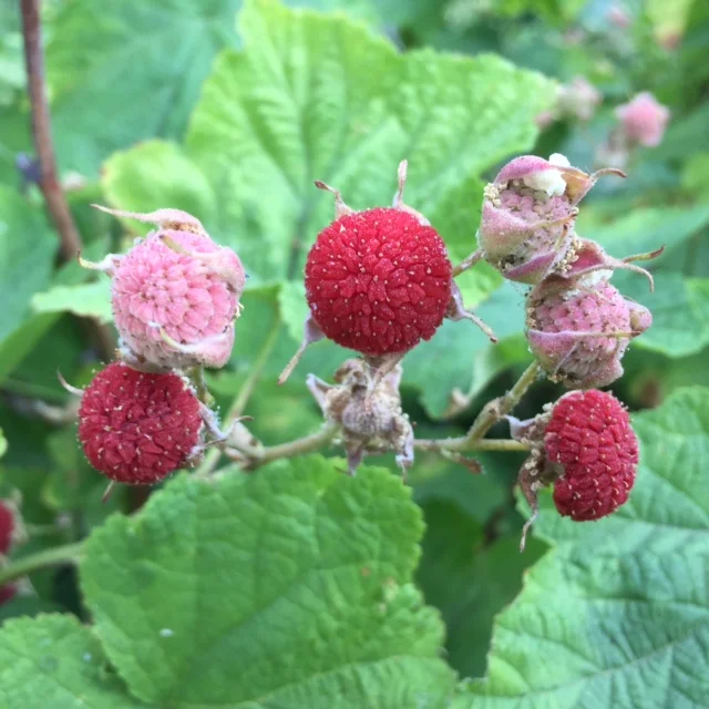 Thimbleberries