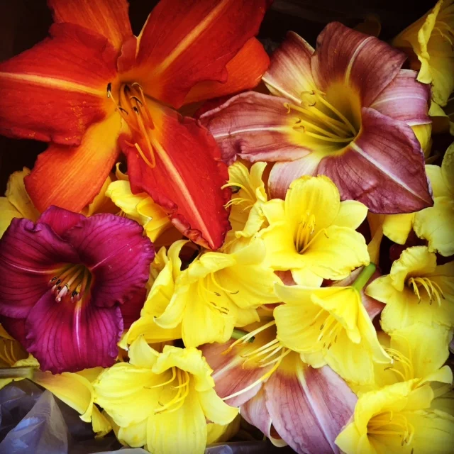 Daylilies