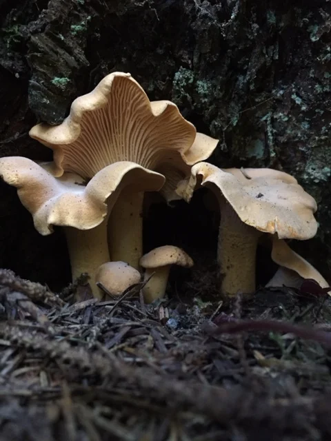 Chanterelles (cantharellus formosus)