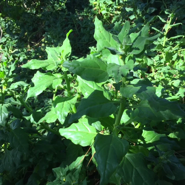 New Zealand Spinach