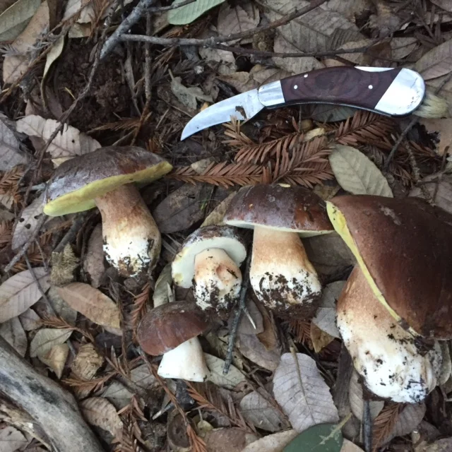 Porcini
