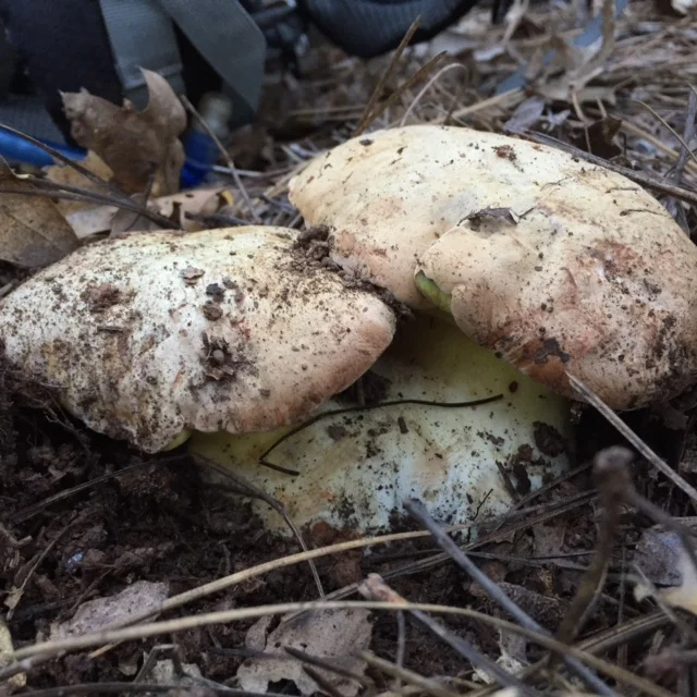 Butter Boletes