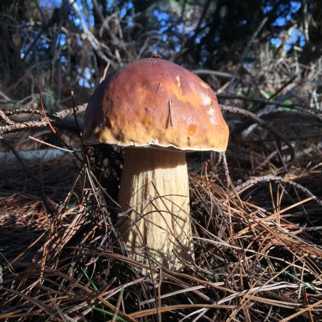 King Boletes