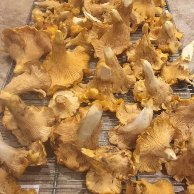 Chanterelles (Californicus)