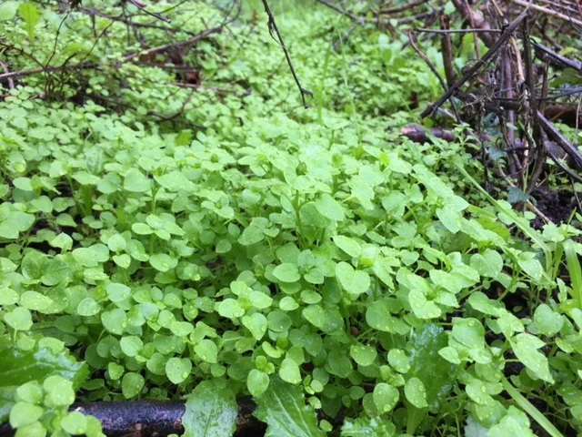 Chickweed