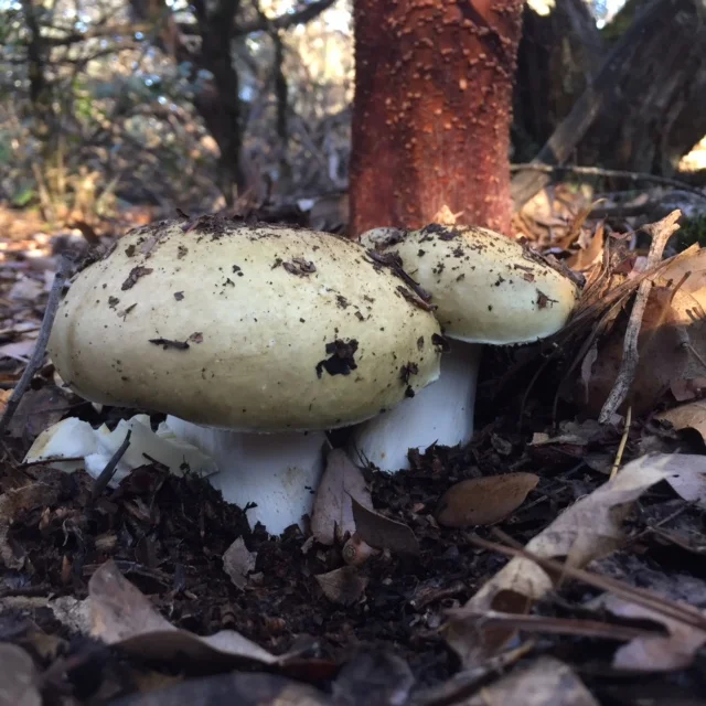 Green Madrone Russula