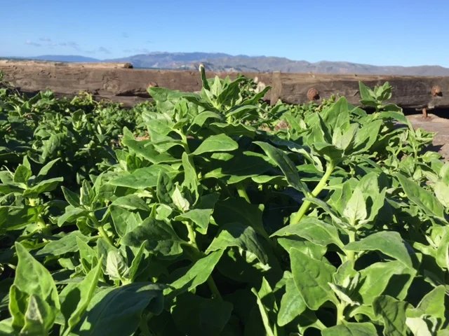 New Zealand Spinach