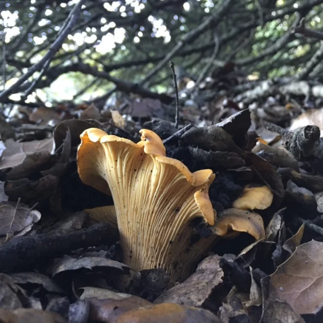 Chanterelles