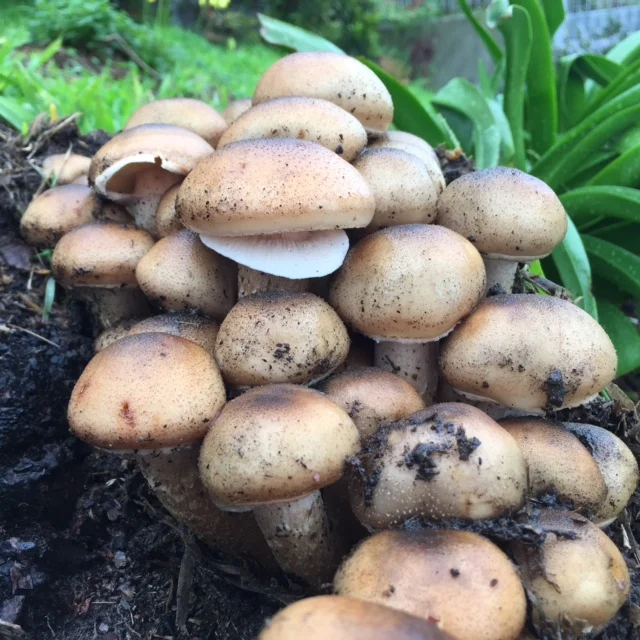 Honey Mushrooms