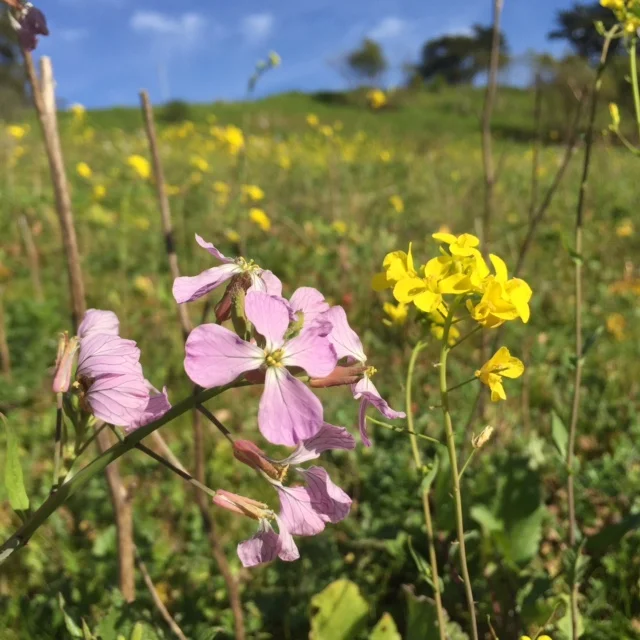 Radish and Mustard