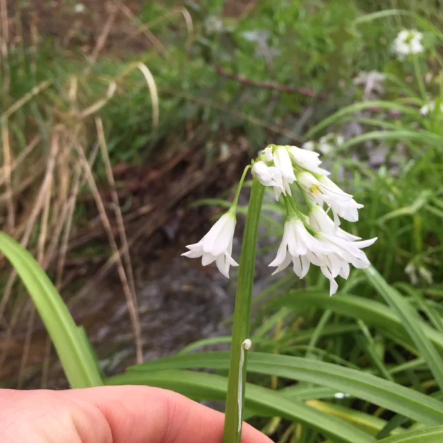 Wild Onion