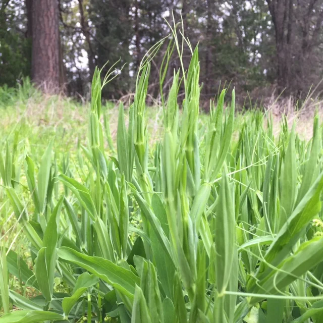 Sweet Pea Tendrils
