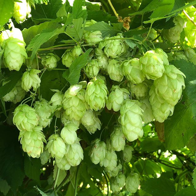 Hops for honey by @m.r.mel1. Chef Melissa was my very first customer and without her enthusiasm for the morels I brought in I&rsquo;m not sure I&rsquo;d have gone down this rabbit hole. I followed her from Bar Agricole to @locandasf where she&rsquo;s