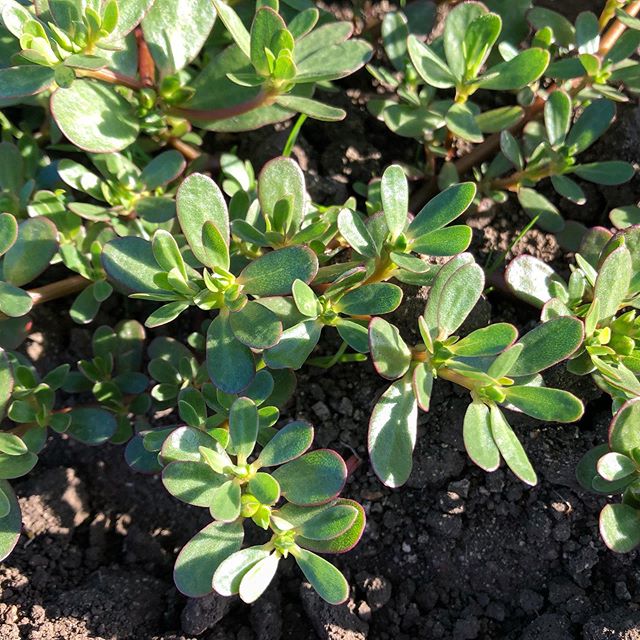 All I have&rsquo;s my honor, a tolerance for pain, a couple of college credits and top-notch purslane #eattheweeds #purslane #superfood #noimpactfoods #foraging #wildfood #revolution