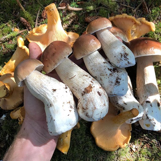 I botched a lot of orders and lost a lot of sleep to make this trip happen. Can you blame me? Best spruce porcini (var. edulis) fruiting I&rsquo;ve ever witnessed. Sorry chefs, it&rsquo;s a compulsion. #porciniheaven #flakeyforager #foraging #mushroo