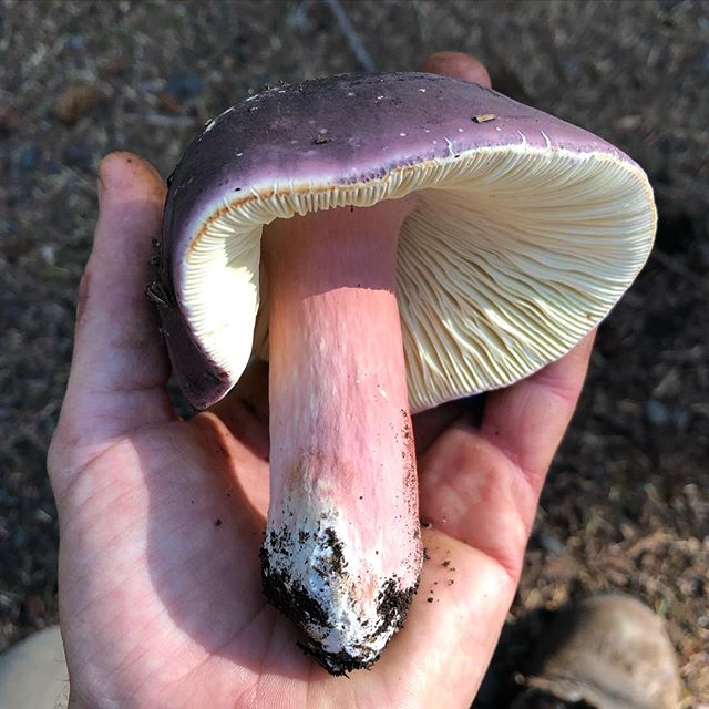 I&rsquo;ve been accused of contradicting myself by calling too many mushrooms my favorite. In my defense, I genuinely mean it every time. And shrimp russula really is my favorite. In a double blind controlled study conducted one morning on the north 