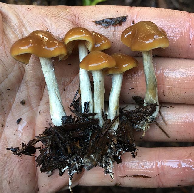 Psilocybin mushroom season is happening in the Bay Area RIGHT NOW, so I thought I&rsquo;d share my $0.02. I haven&rsquo;t used psilocybin in several years, but those experiences had lasting, profoundly positive effects on me. Mounting research out of