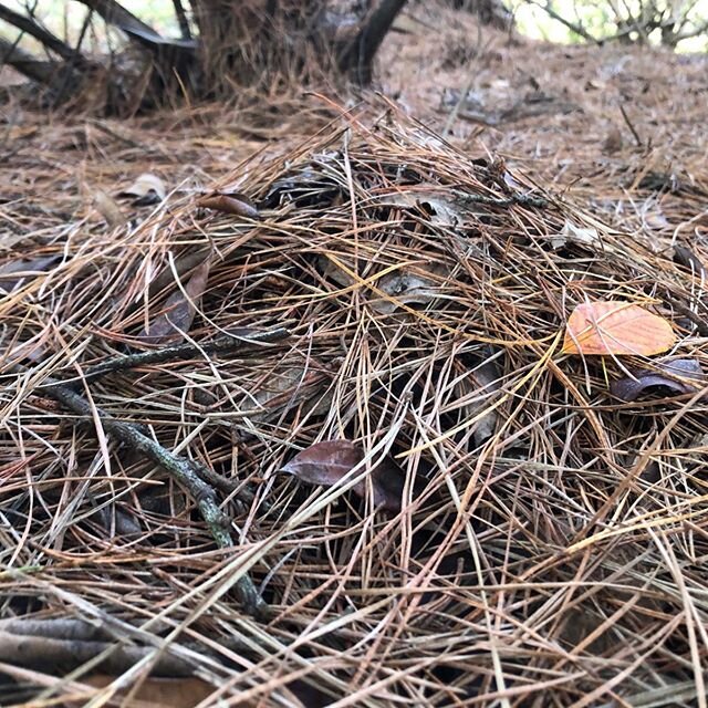 Let&rsquo;s plant more Monterey pine in the 2020s🌲 #mushroomtrees #saffronmilkcaps #porcini #happynewdecade