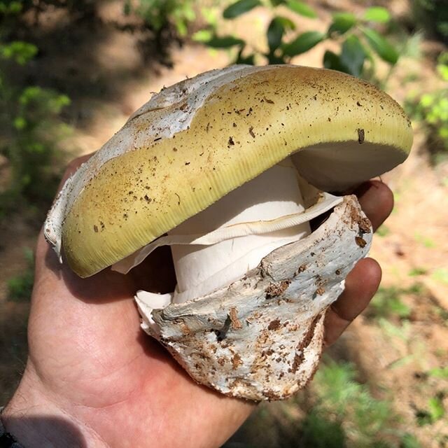 Amanita vernicoccora identification checklist:
.
1) Thick universal veil. Remnant veil on top of cap is contiguous, not thin or broken into pieces and &ldquo;warty.&rdquo; Veil also &ldquo;cups&rdquo; the base of the stipe.
2) Striations on cap edge 
