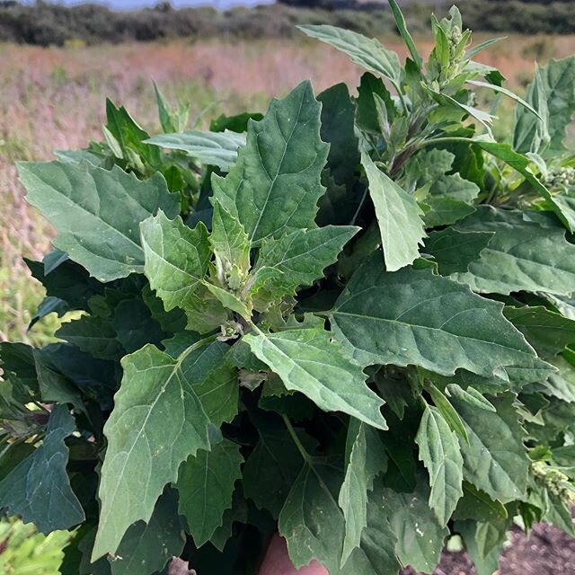 A favorite of 🐑 and other foragers too. Lamb&rsquo;s quarters aka wild spinach grows fast on very little water, making it either a problematic weed or an incredible food, depending on your perspective. #lambsquarters #wildspinach #chenopodium #forag