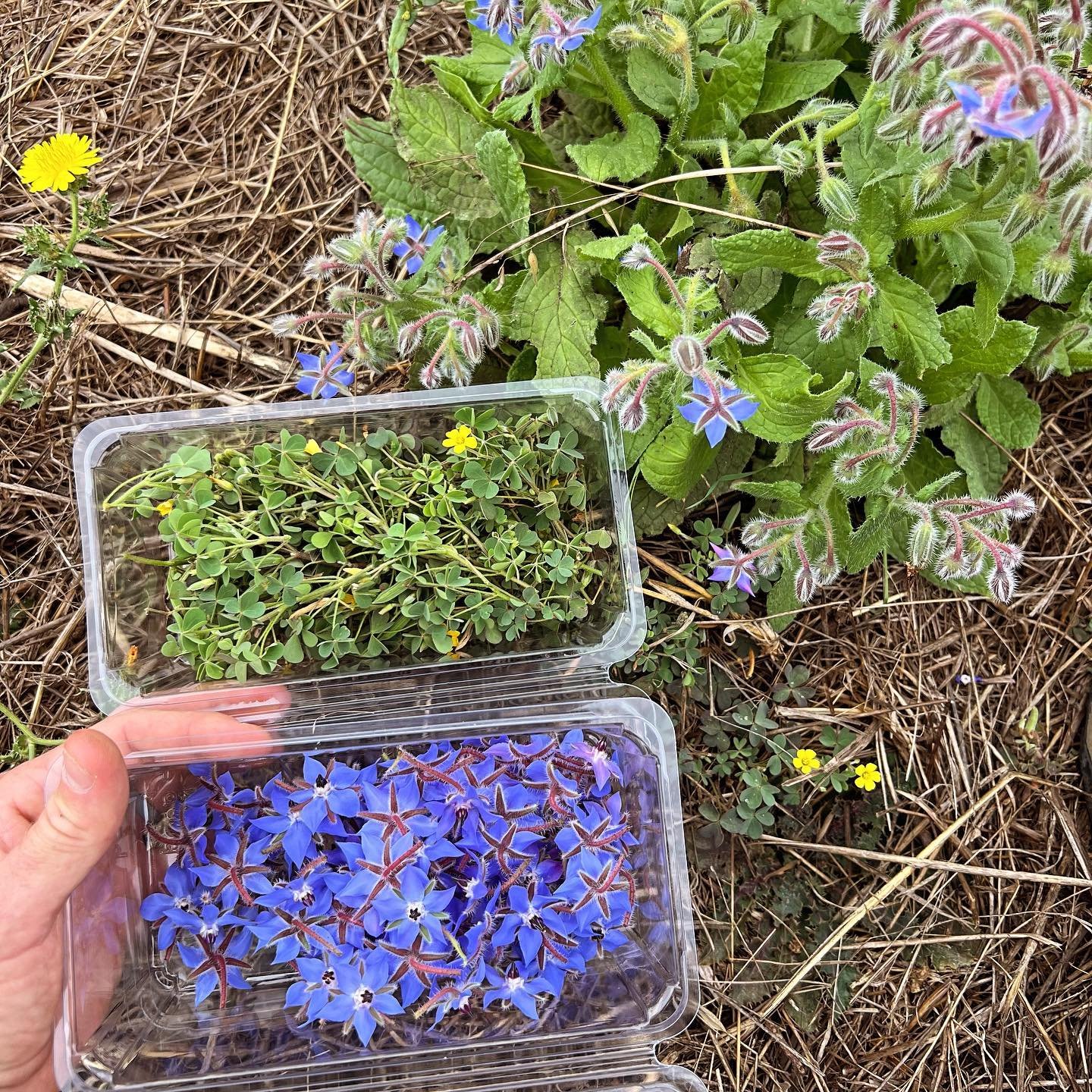 Garnishy things. Not as thrilling as uncovering mushrooms in a distant forest but they&rsquo;re important to chefs and that makes them important to me 🙄 

There&rsquo;s a state of flow I enjoy in selecting the pretty little things. Like the whole wo