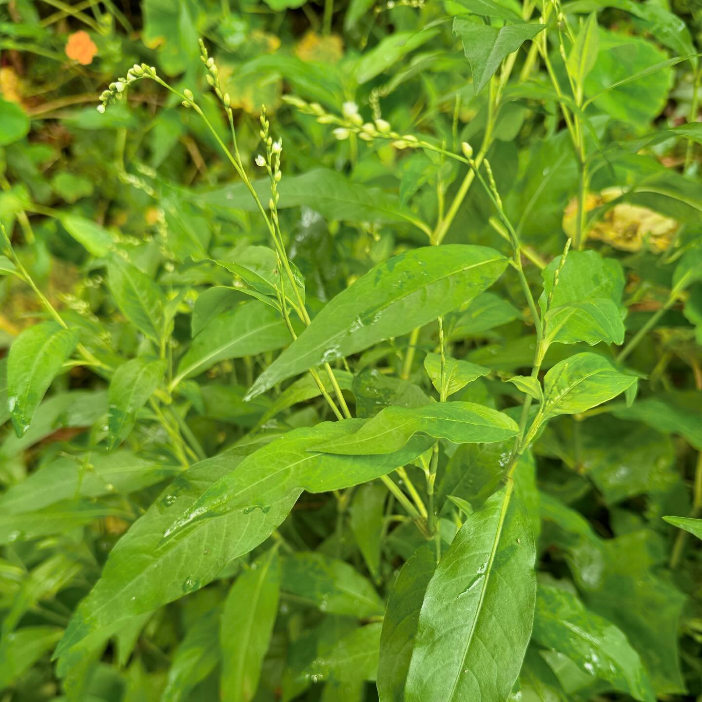 This particular Persicaria will burn your mouth right off. #persicariapunctata #waterpepper 🌶️ for @peggytanpx @thewild.sf 🔥
