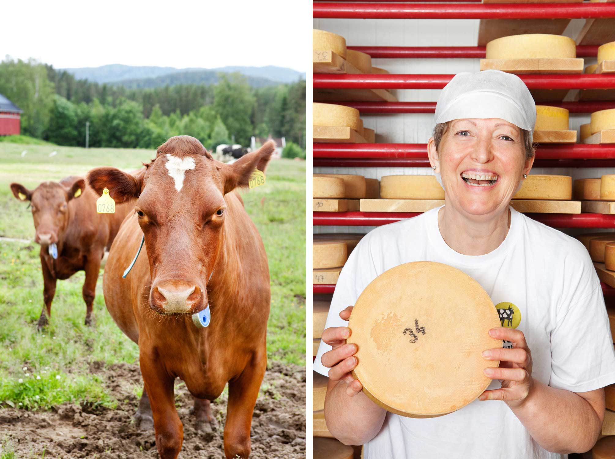 TARA - Eiker Gårdsysteri