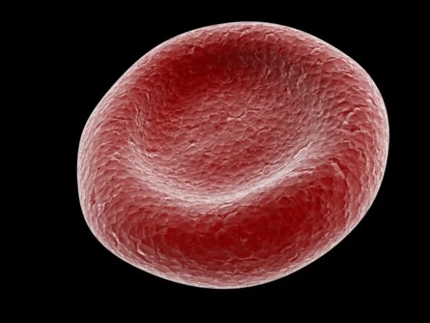 red-blood-cell-3d-model-max-obj.jpg