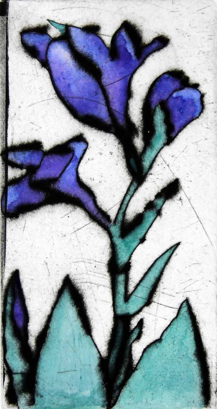 Blue Iris drypoint and watercolour . £135 unframed