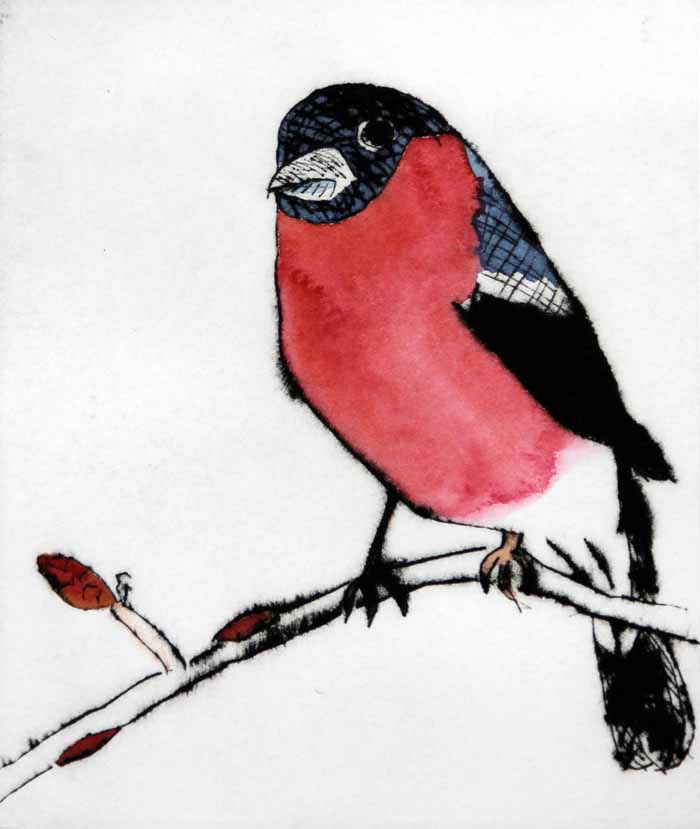 Spring Bullfinch drypoint and watercolour . SOLD OUT