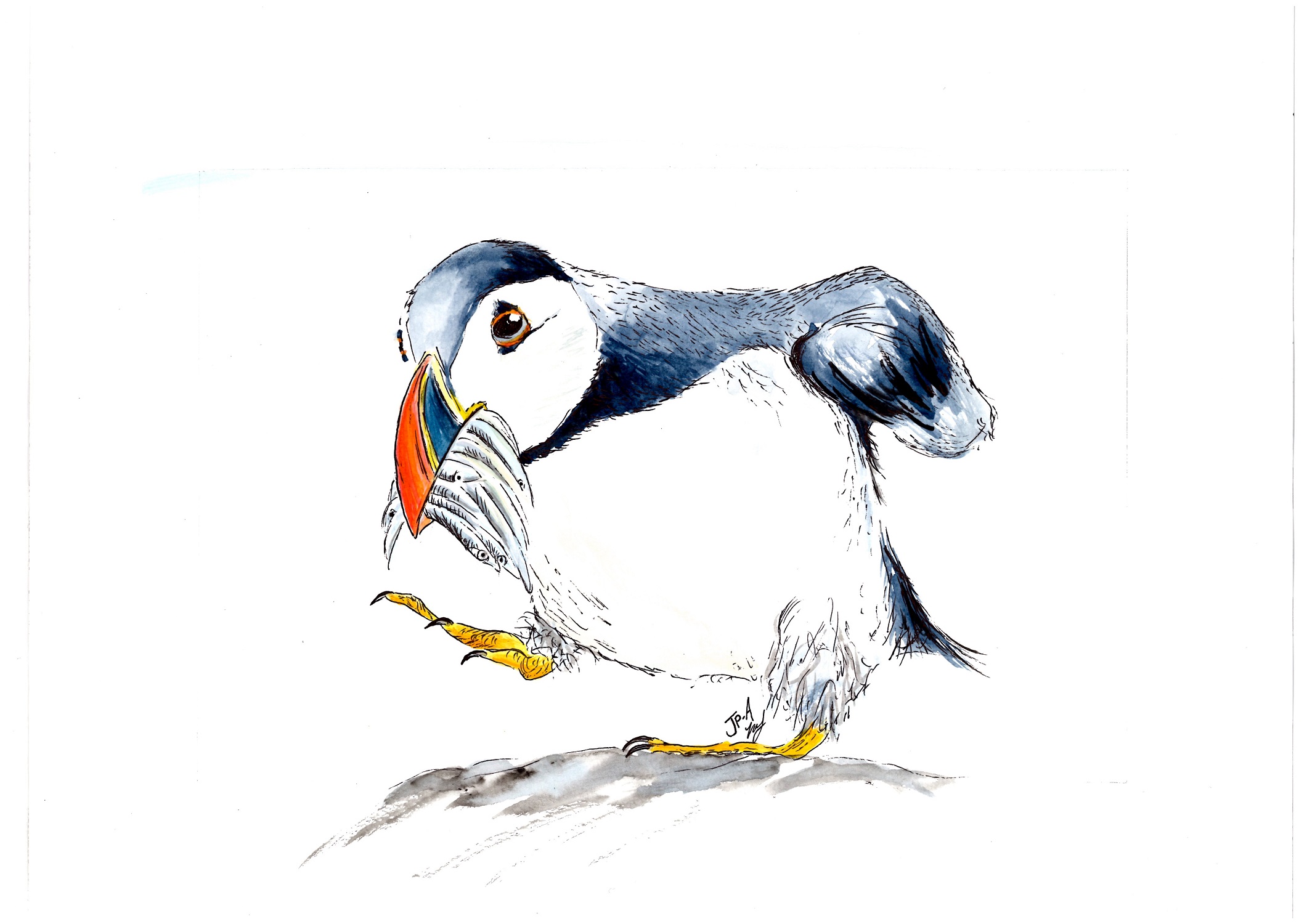Puffin Love watercolour & ink £145