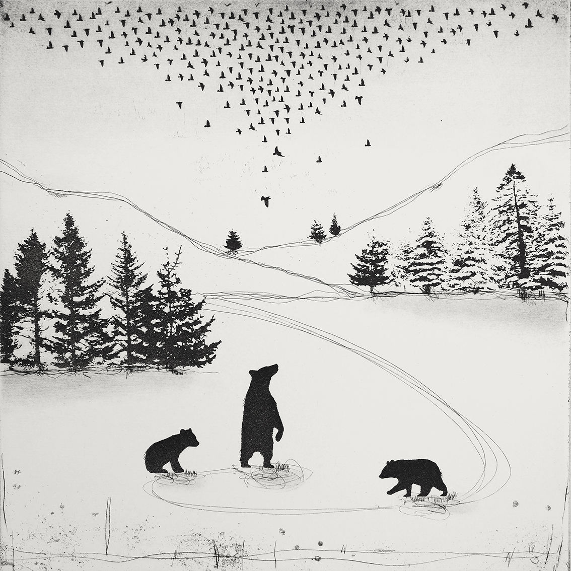Bear Witness etching 38 x 38cm £200 (unframed)