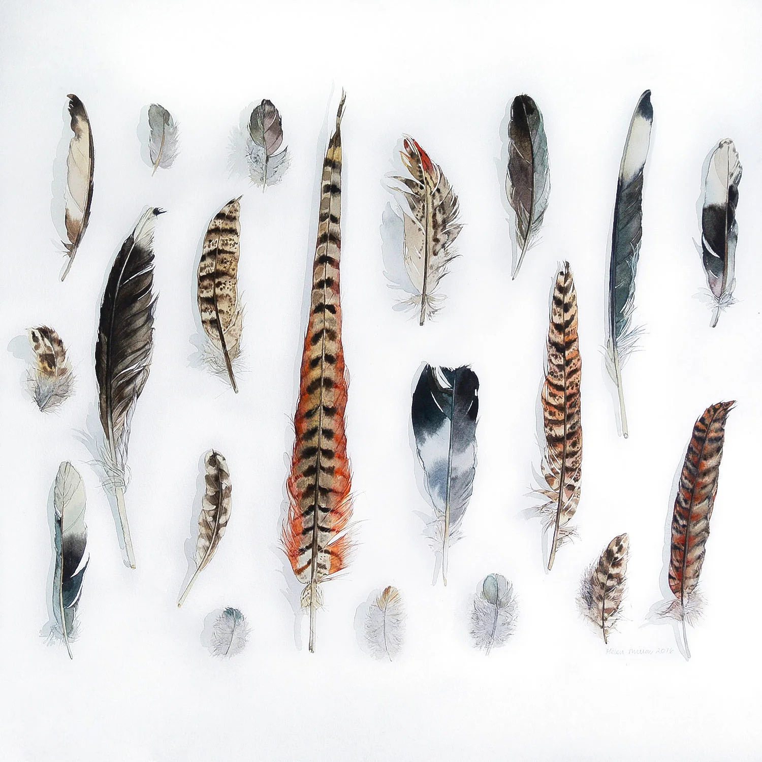 Feathers watercolour 60 x 48 cm SOLD