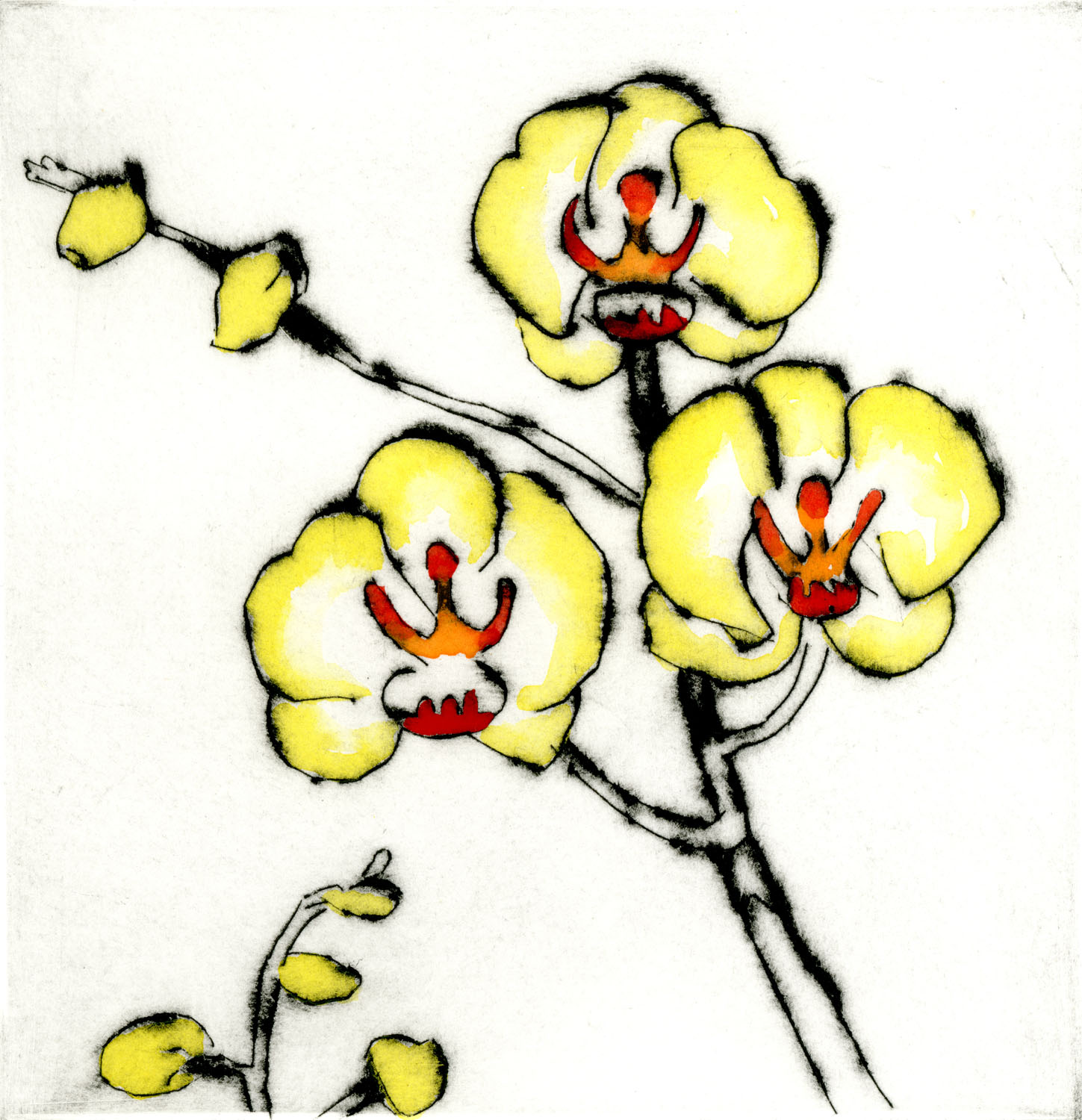 Lemon Orchid drypoint & watercolour 15 x 15 cm £199 unframed