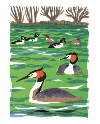 Carry Akroyd Four Crested Grebes serigraph