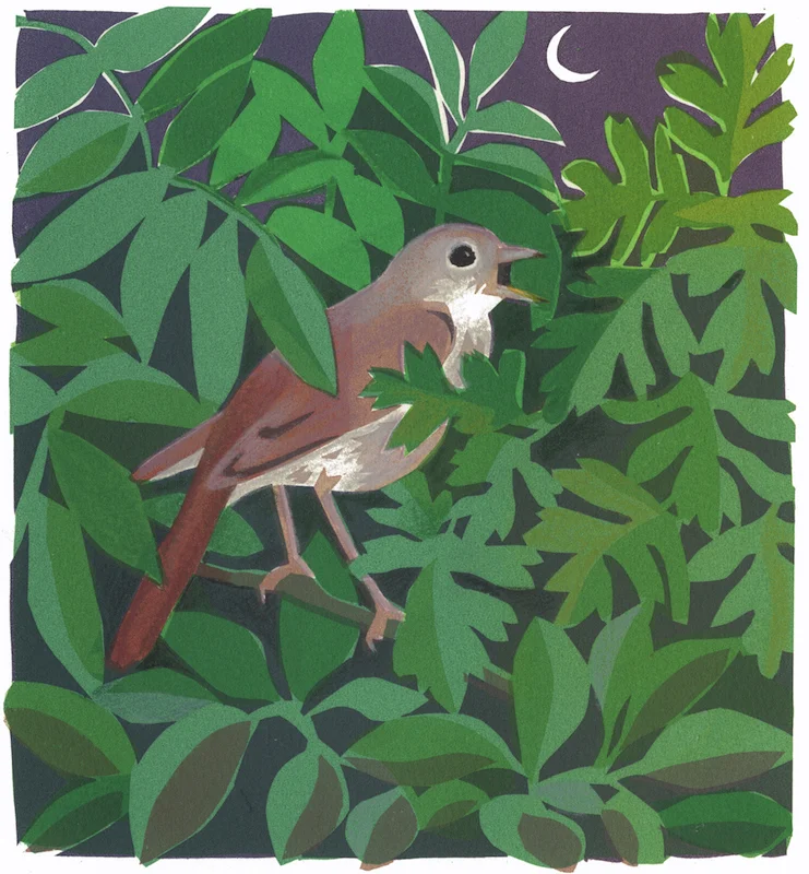 Nightingale serigraph edition of 8 30 x 30 cm £280 framed, £210 unframed
