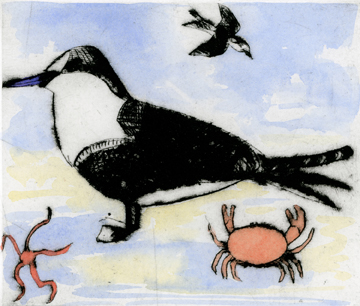 Tern drypoint and watercolour 12.5 x 14.5 cm £295 framed £225 unframed