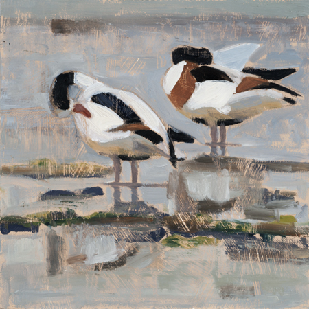 Two Shelducks oil 24x24 sold