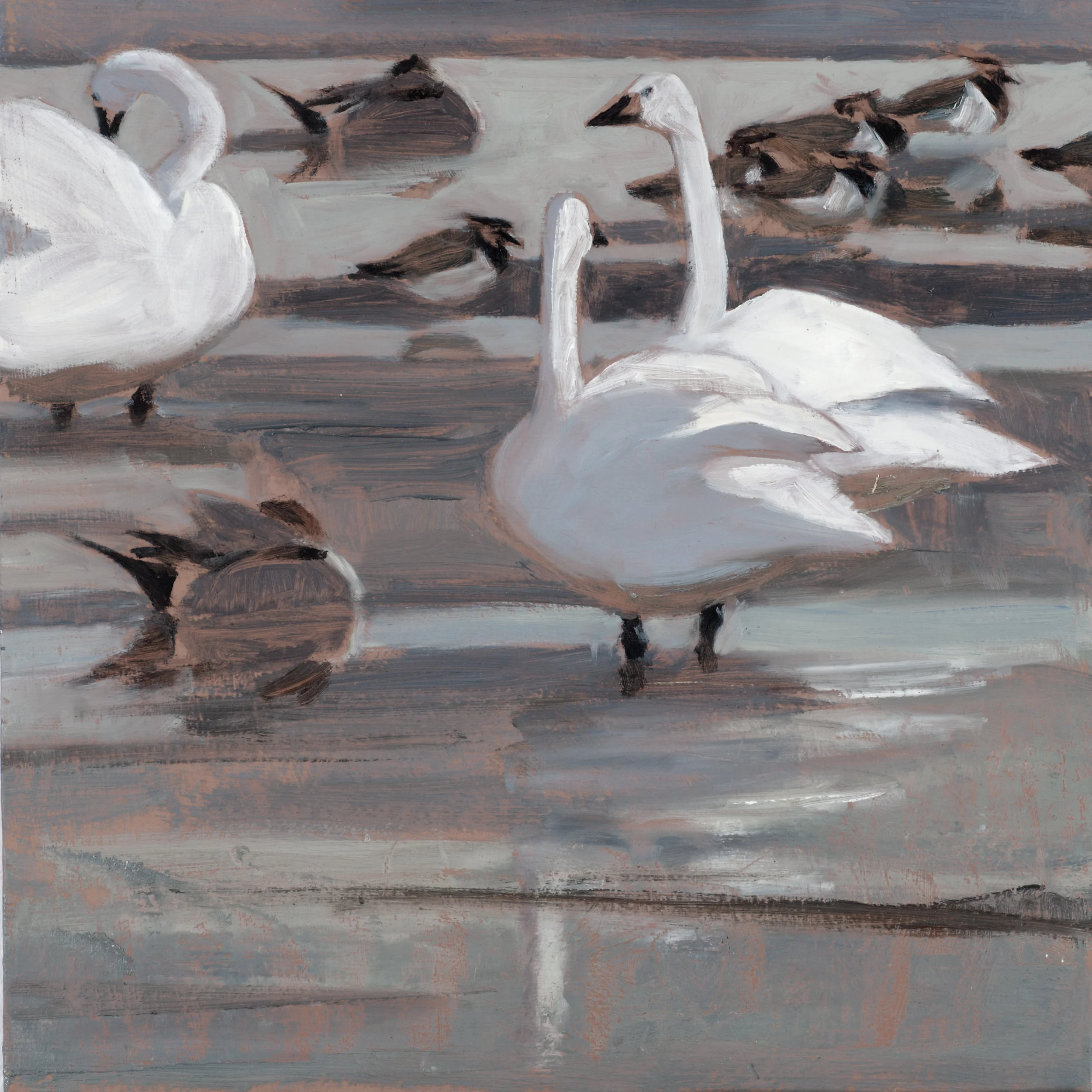 Bewick's Swans, Pintails and Lapwings oil 25cmx26cm sold